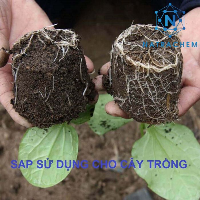 Super Absorbent Polymer