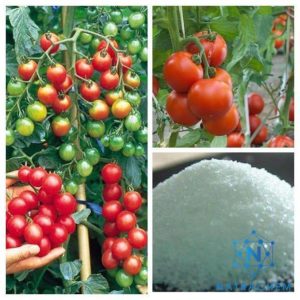 Bột siêu thấm SAP