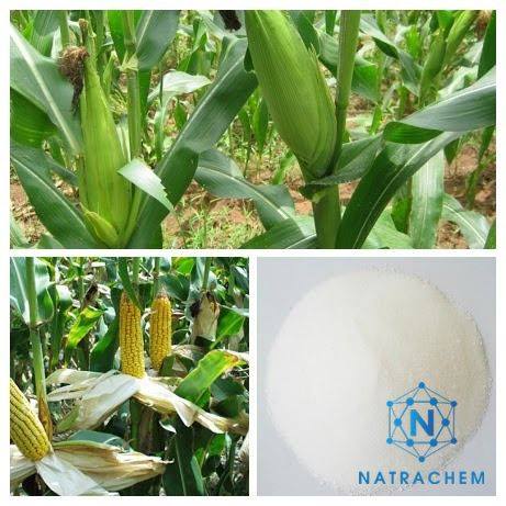 Mua bột SAP ở đâu