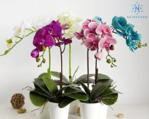 Bật mí cách tưới nước cho Lan Hồ Điệp chuẩn kỹ thuật