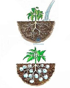 hạt siêu giữ nước trữ nước