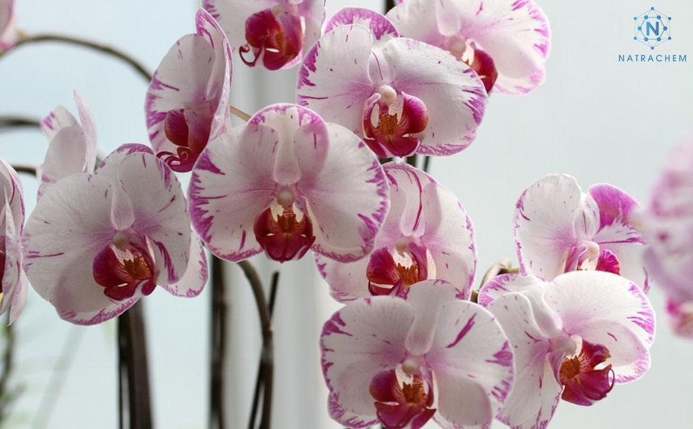 Bật mí cách tưới nước cho Lan Hồ Điệp chuẩn kỹ thuật