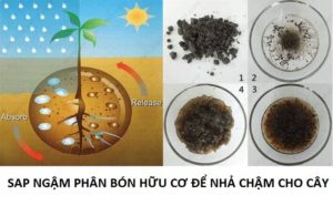 bột SAP