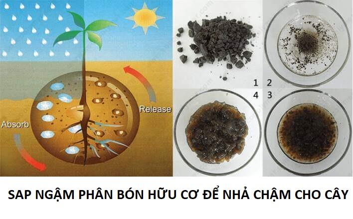 bột SAP