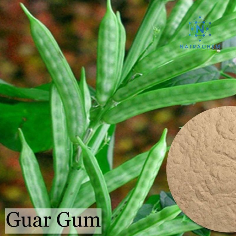 Các đặc điểm của Guar Gum (E412) và các ứng dụng trong đời sống